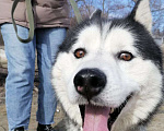 Собаки в Краснодаре: Друг в надёжные руки Мальчик, Бесплатно - фото 9