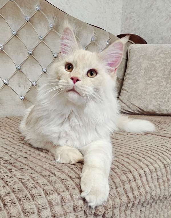 Кошки в Красноярске: Котик мейн-кун  Мальчик, Бесплатно - фото 3