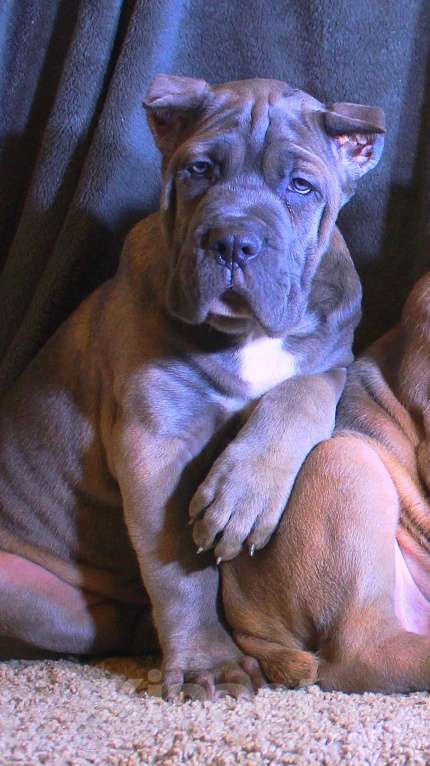 Собаки в Москве: Девочки и мальчик кане корсо Мальчик, 70 000 руб. - фото 1