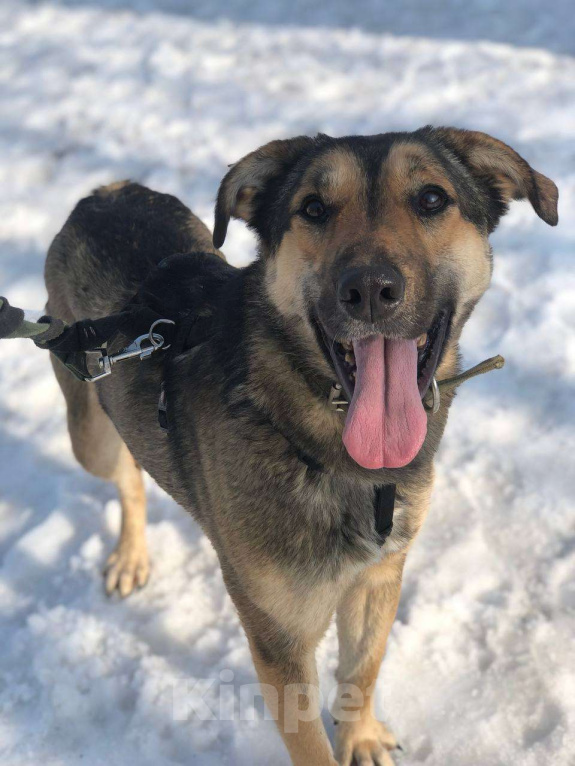 Собаки в Москве: Все детство в клетке... Девочка, Бесплатно - фото 3