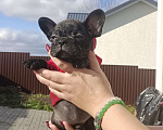 Собаки в Белгороде: французский бульдог  Мальчик, Бесплатно - фото 5