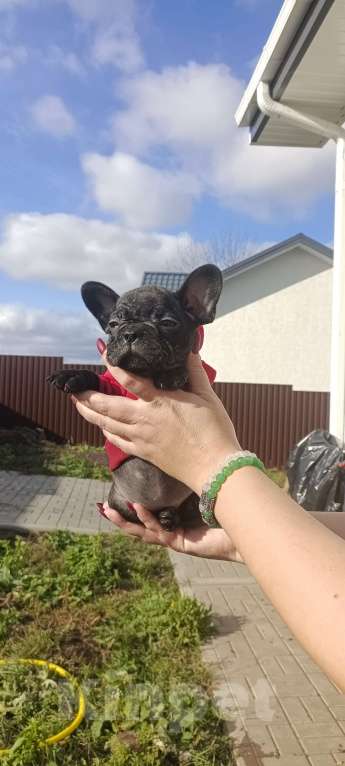 Собаки в Белгороде: французский бульдог  Мальчик, Бесплатно - фото 5