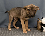 Собаки в Москве: Тоша ищет семью Мальчик, Бесплатно - фото 3
