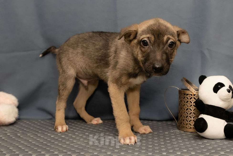 Собаки в Москве: Тоша ищет семью Мальчик, Бесплатно - фото 3