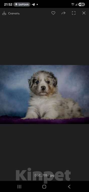 Собаки в Санкт-Петербурге: Щенок австралийской овчарки голубой мрамор. Родился 15.10.2025. Метрика РКФ Мальчик, Бесплатно - фото 1
