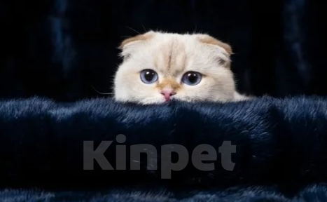 Кошки в Москве: Синеглазый вислоухий кот Эхнатончик в дар Мальчик, Бесплатно - фото 1