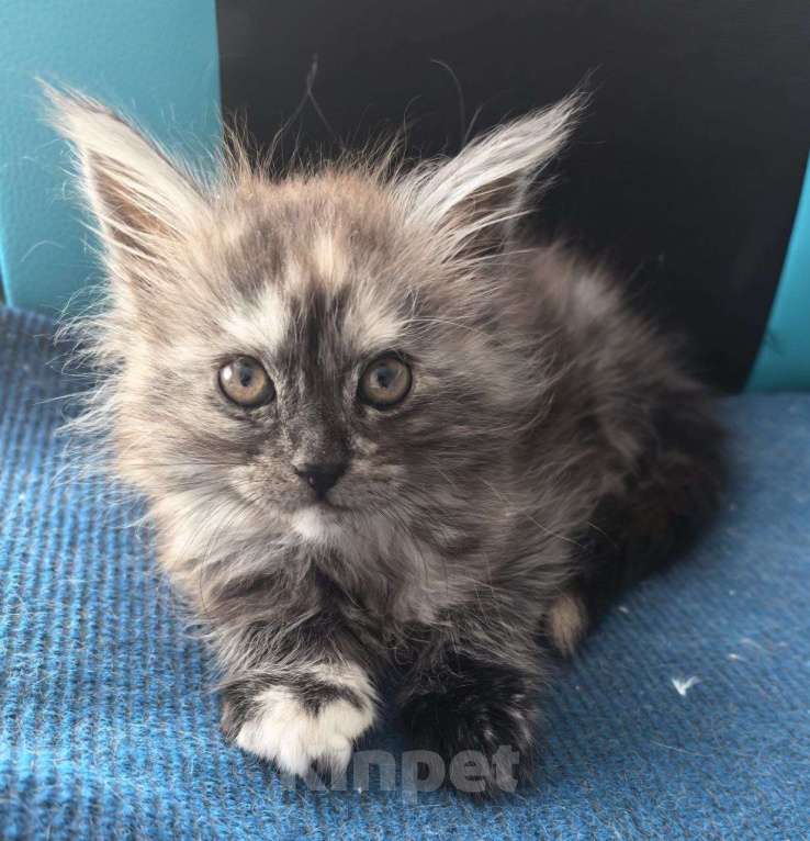 Кошки в Санкт-Петербурге: Мейн-кун котята Девочка, 12 000 руб. - фото 3
