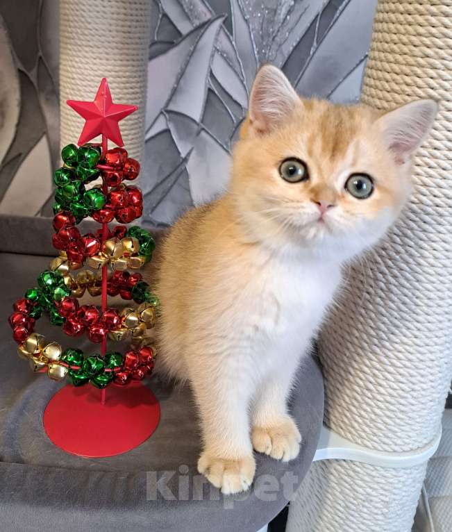 Кошки в Москве: Девочка скоттиш страйт ny11 Девочка, 50 000 руб. - фото 1