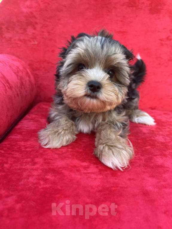 Собаки в других городах Московской области: Серый Мальчик, 35 000 руб. - фото 4