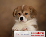 Собаки в Санкт-Петербурге: Кобель к/х Мальчик, 65 000 руб. - фото 1
