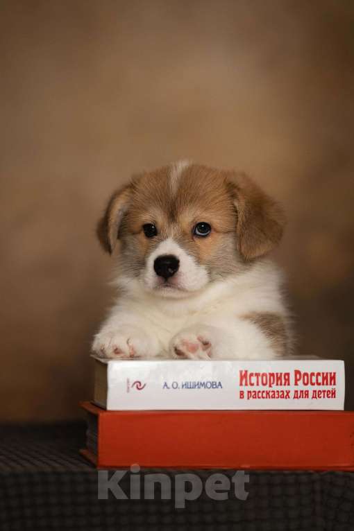 Собаки в Санкт-Петербурге: Кобель к/х Мальчик, 65 000 руб. - фото 1