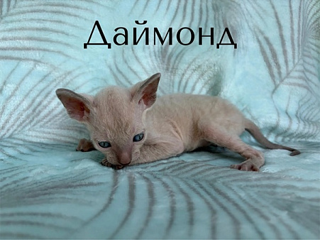 Котик Даймонд