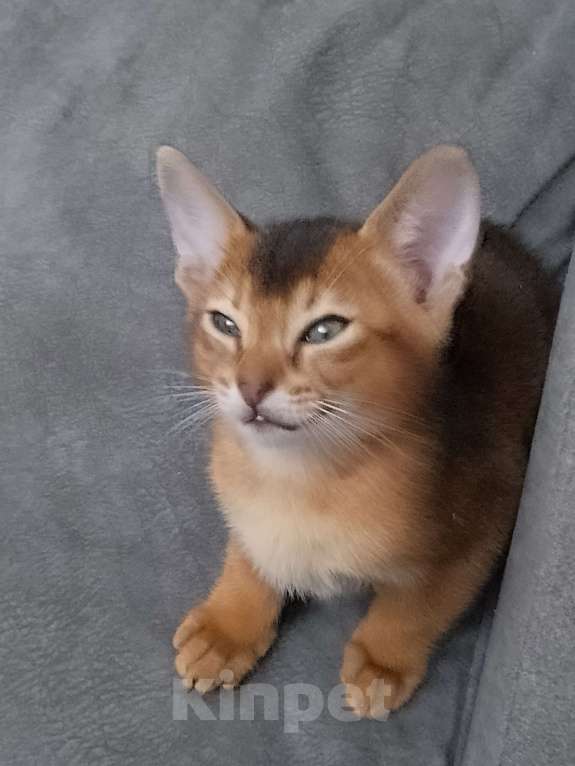 Кошки в Москве: Абиссинские котята Мальчик, 15 000 руб. - фото 5