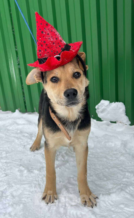 Собаки в Серпухове: Щеночек Лика в добрые руки Девочка, Бесплатно - фото 5