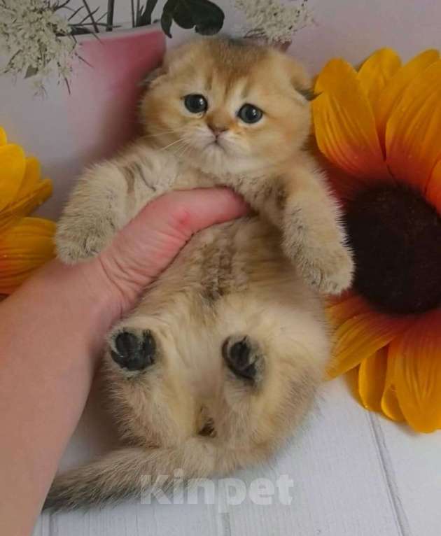 Кошки в Москве: Шотландские котята Девочка, 35 000 руб. - фото 5