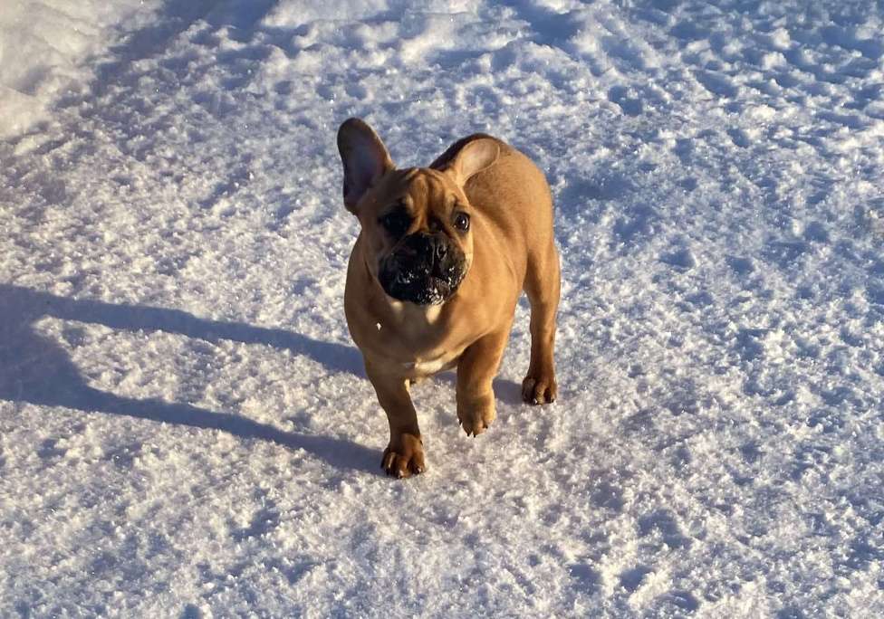 Собаки в Санкт-Петербурге: Великолепная девочка французик !  Девочка, 45 000 руб. - фото 5