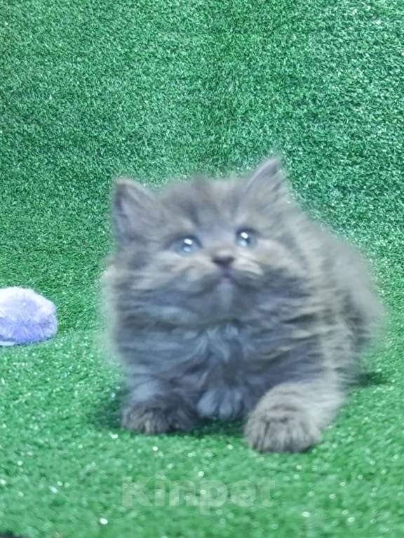 Кошки в Москве: Шотландские котята Мальчик, Бесплатно - фото 2