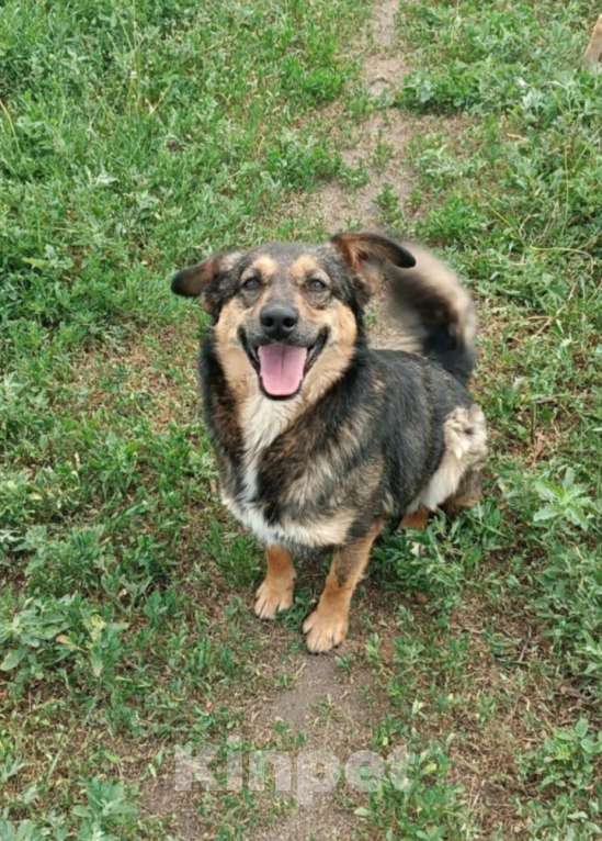 Собаки в Тамбове: Пропала Баунти Девочка, 5 000 руб. - фото 3