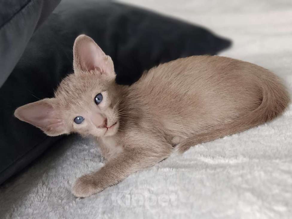 Кошки в Москве: Лиловые ориентальные мальчишки Мальчик, 50 000 руб. - фото 3