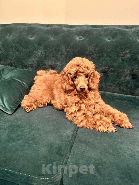 Собаки в Санкт-Петербурге: Щенок миниатюрного пуделя кобель  ищет добрых и любимых хозяев Мальчик, 100 000 руб. - фото 9