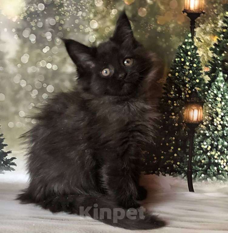 Кошки в Санкт-Петербурге: Кошечка мейн кун чёрная дымная Девочка, 35 000 руб. - фото 3
