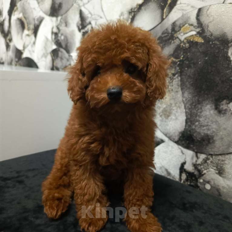 Собаки в Москве: Алиса Девочка, 120 000 руб. - фото 1