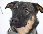 Собаки в Санкт-Петербурге: Компаньон и охранник Дени Мальчик, Бесплатно - фото 1