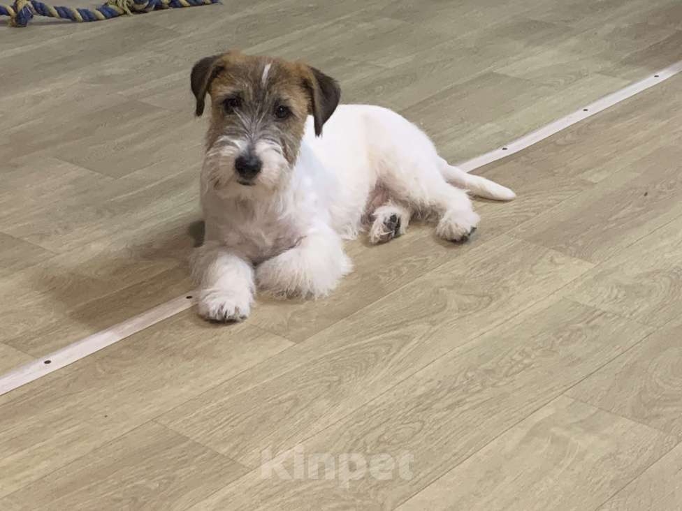 Собаки в Волгограде: Джек Рассел терьер Девочка, 30 000 руб. - фото 7