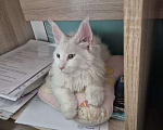 Кошки в Подольске: Белоснежное чудо, принесет в длм Счастье и Благополучие! Котенок мальчик добрый и очень умный. Мальчик, 15 000 руб. - фото 4