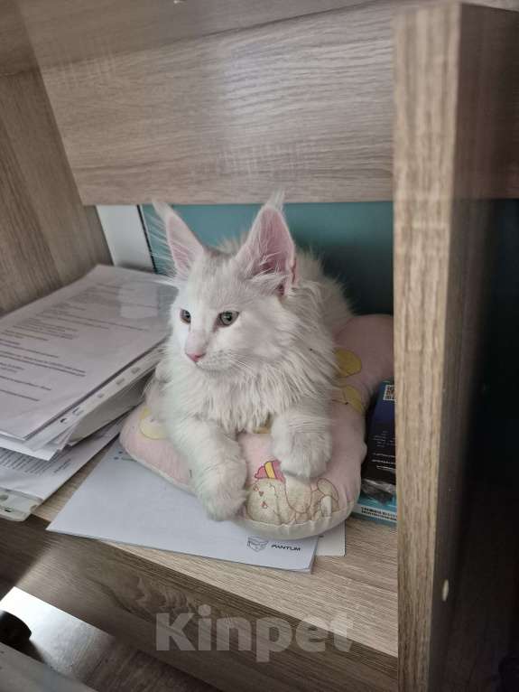 Кошки в Подольске: Белоснежное чудо, принесет в длм Счастье и Благополучие! Котенок мальчик добрый и очень умный. Мальчик, 15 000 руб. - фото 4