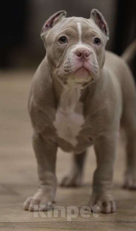 Собаки в других городах Краснодарского края: Щенок американский булли Мальчик, 180 000 руб. - фото 2