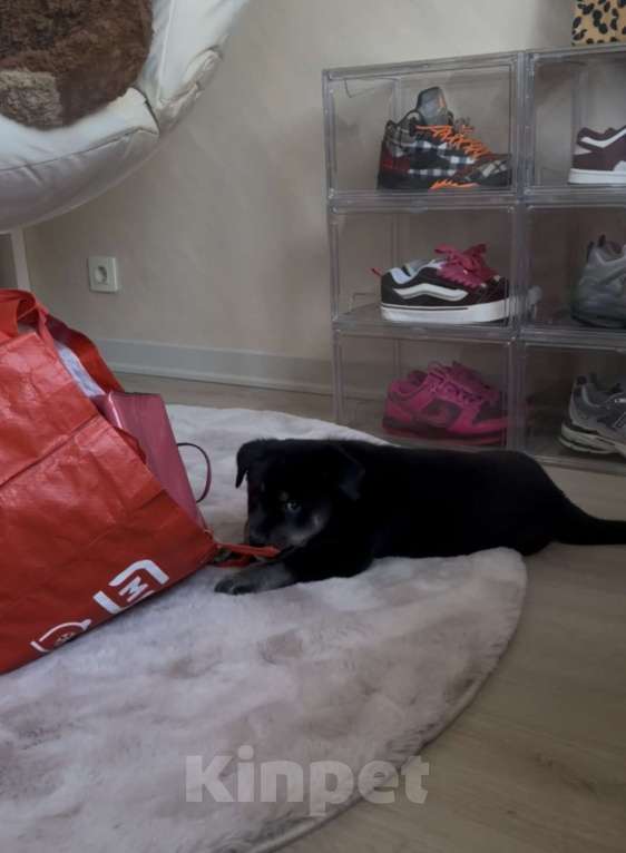 Собаки в Москве: Метис лабрадора и лайки ищет ДОБРЫЕ руки Мальчик, Бесплатно - фото 3