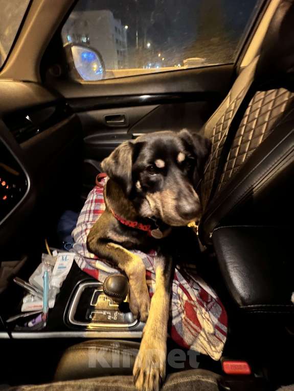 Собаки в Павловском Посаде: Идеальная собака в добрые руки Девочка, Бесплатно - фото 3