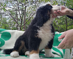Собаки в Киржаче: продам щенка Мальчик, 50 000 руб. - фото 1