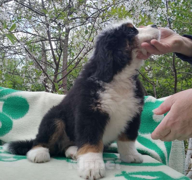 Собаки в Киржаче: продам щенка Мальчик, 50 000 руб. - фото 1