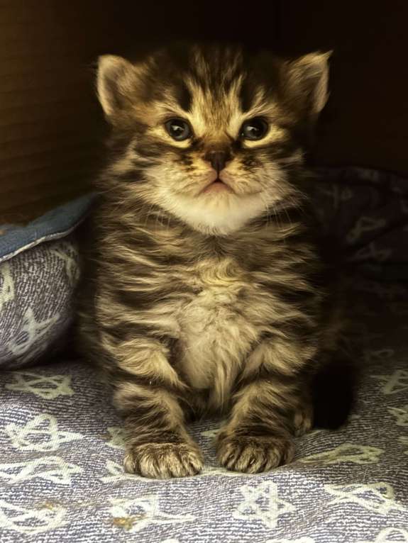 Кошки в Москве: Сибирский котенок Бантик Мальчик, 60 000 руб. - фото 1