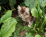 Кошки в Калуге: Котенок Мальчик, Бесплатно - фото 2