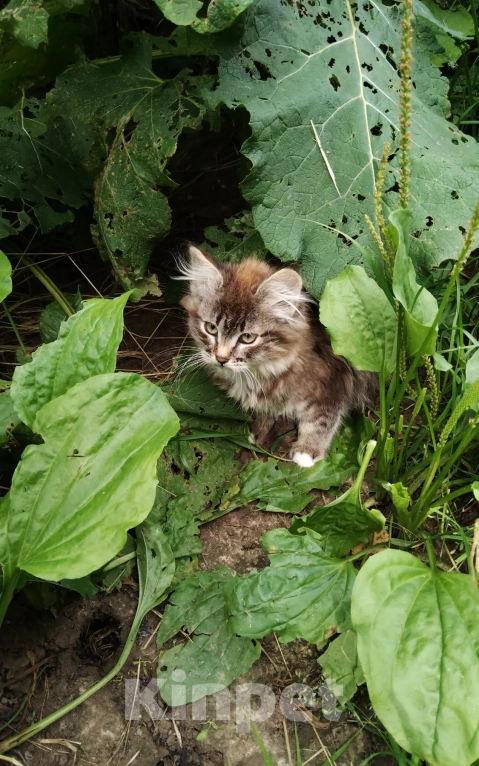 Кошки в Калуге: Котенок Мальчик, Бесплатно - фото 2