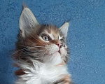 Кошки в Междуреченске: Венера  Девочка, 25 000 руб. - фото 2