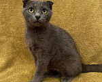 Кошки в Москве: Вислоухий котенок в добрые руки Девочка, Бесплатно - фото 1
