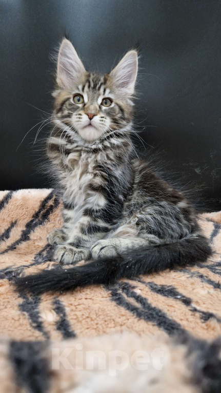 Кошки в Ижевске: Котята мейн-кун Мальчик, 65 000 руб. - фото 2