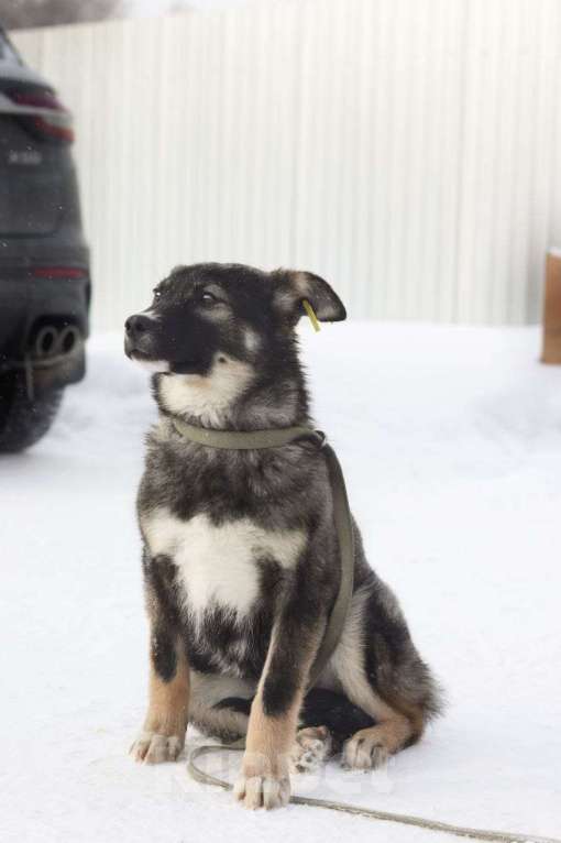Собаки в Новосибирске: Собака щенок  Девочка, 100 руб. - фото 2
