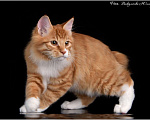 Кошки в Краснодаре: Курильский бобтейл Мальчик, 35 000 руб. - фото 3