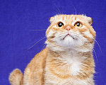 Кошки в Москве: Вислоухий кот в поисках семьи Мальчик, Бесплатно - фото 4