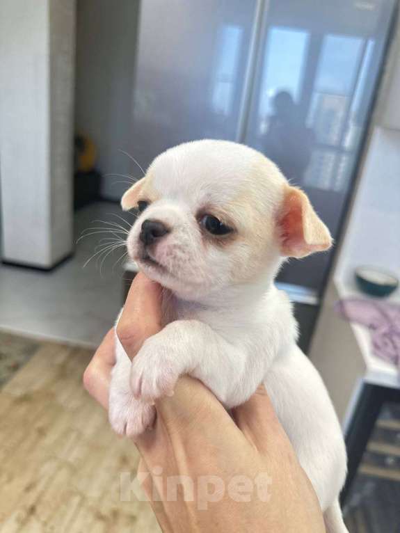 Собаки в Челябинске: Щенок чихуахуа Мальчик, Бесплатно - фото 4