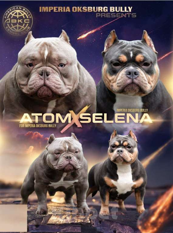 Собаки в Санкт-Петербурге: Американский булли щенки Мальчик, Бесплатно - фото 1