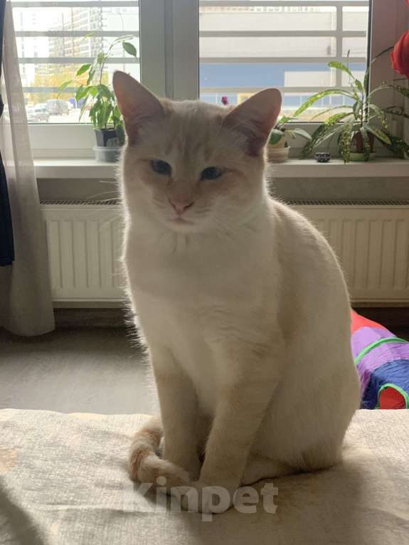 Кошки в Санкт-Петербурге: Котенок Абрикос  Мальчик, Бесплатно - фото 4