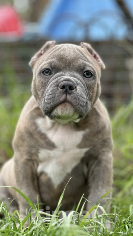 Собаки в Москве: Щенки Американского булли Мальчик, Бесплатно - фото 2