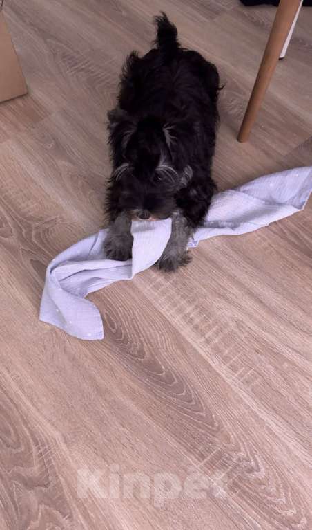 Собаки в Москве: Цвергшнауцер щенок Мальчик, 50 000 руб. - фото 6