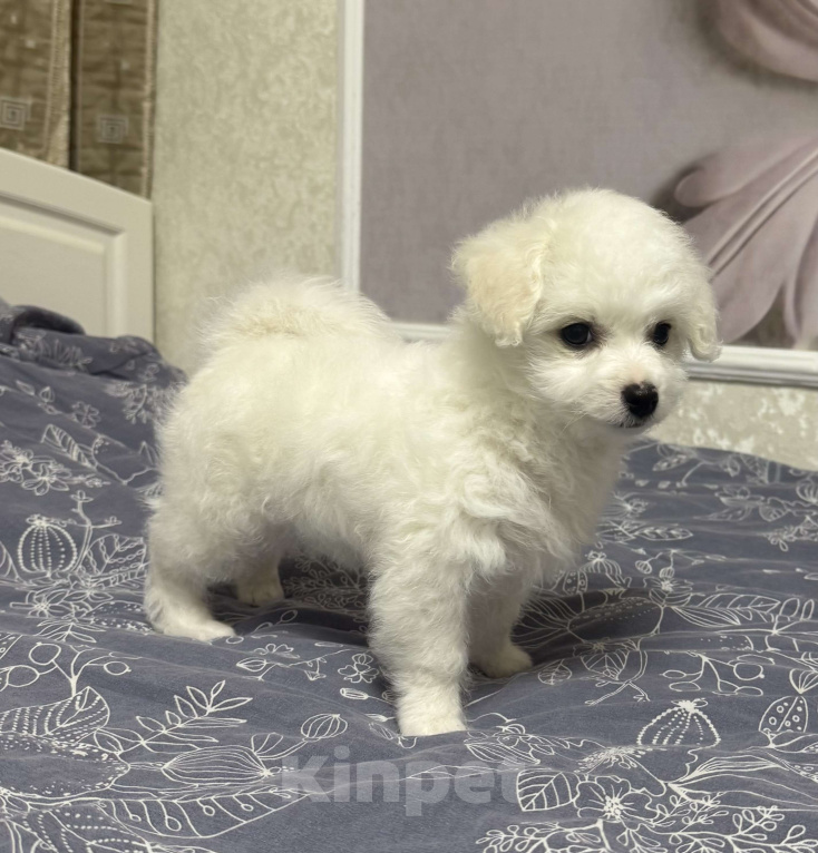 Собаки в Ставрополе: Малыш Бишон фризе Мальчик, 80 000 руб. - фото 1